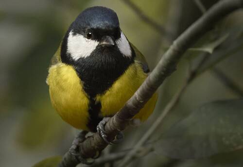 Большая синица с домашней кормушки / Parus major / Great tit