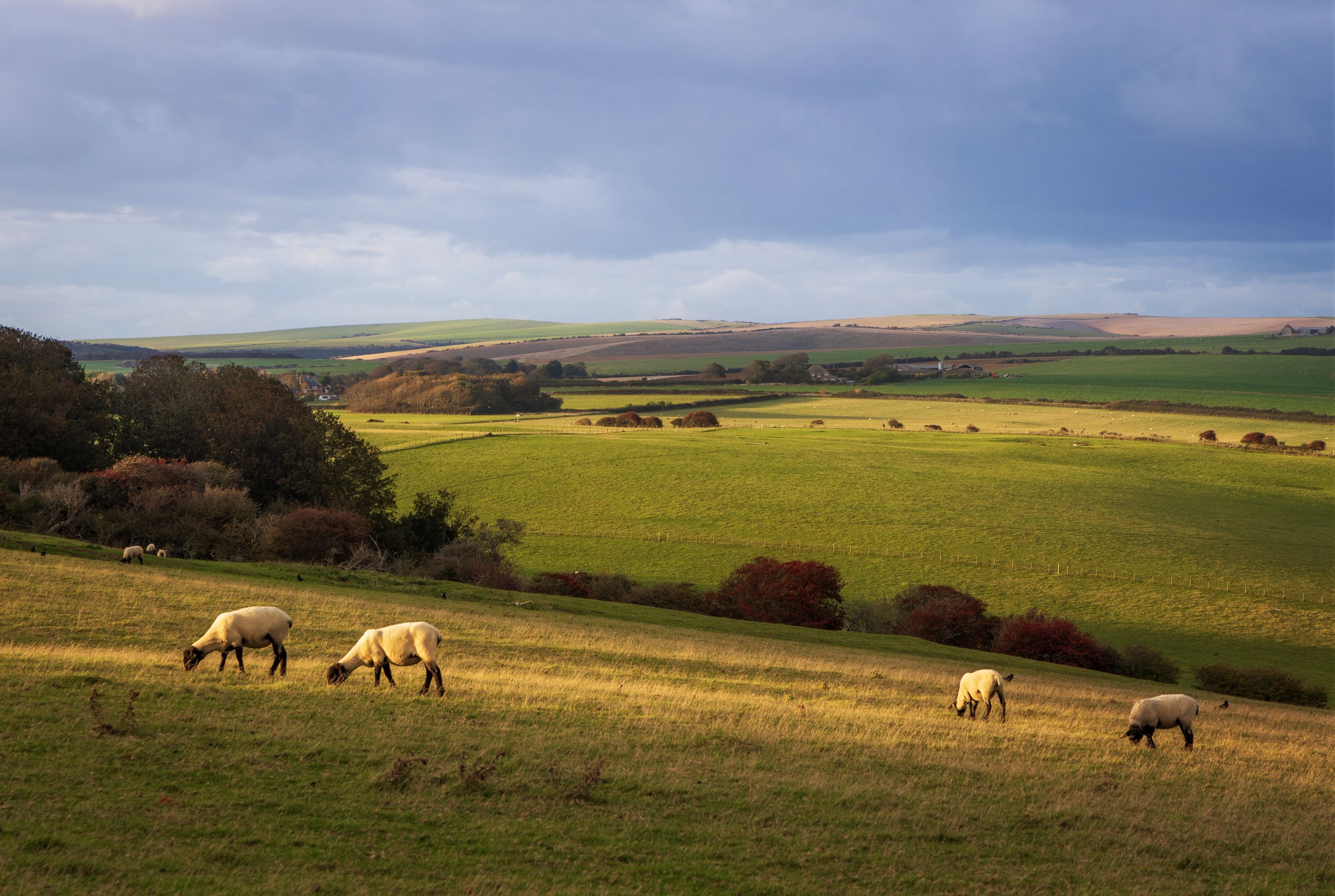 Пастораль фото превью