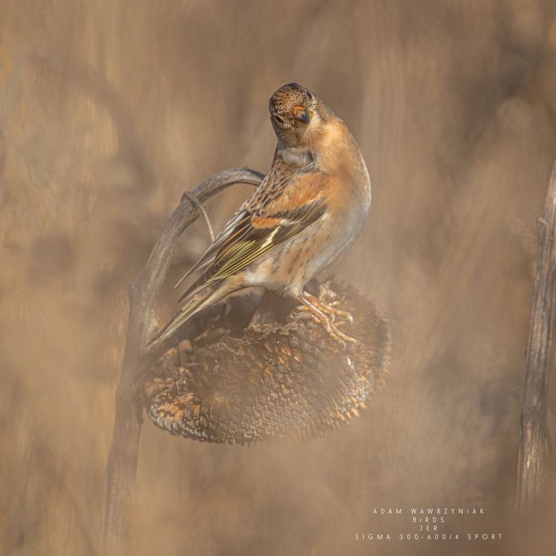 Fringilla montifringilla фото превью