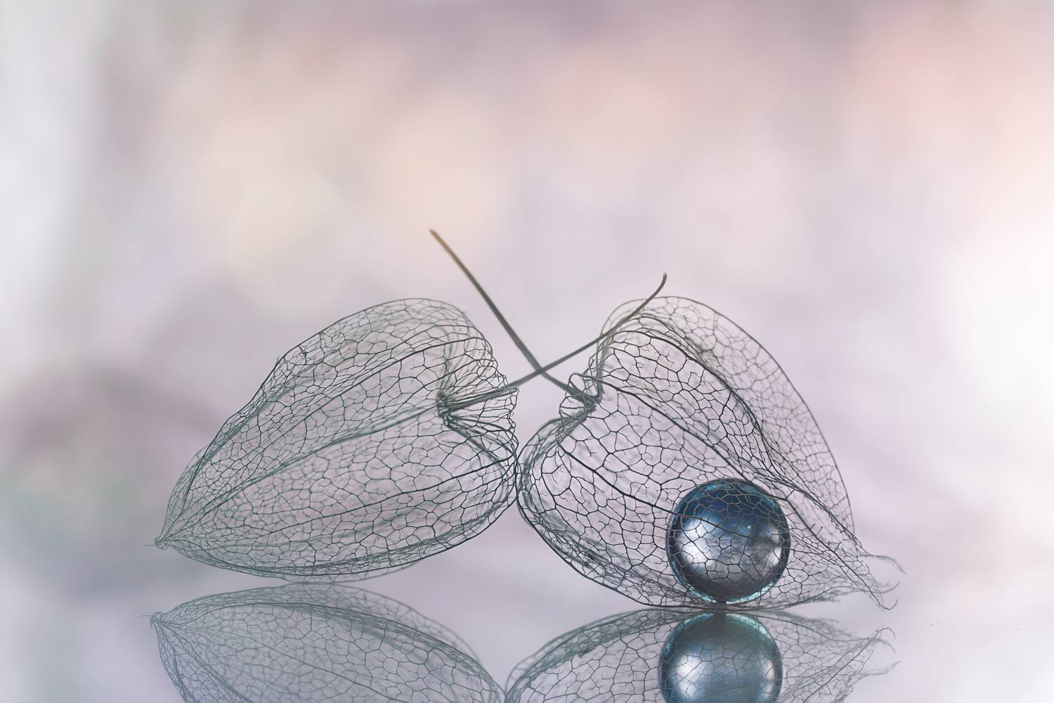 макро, физалис, macro, Обидина Мария