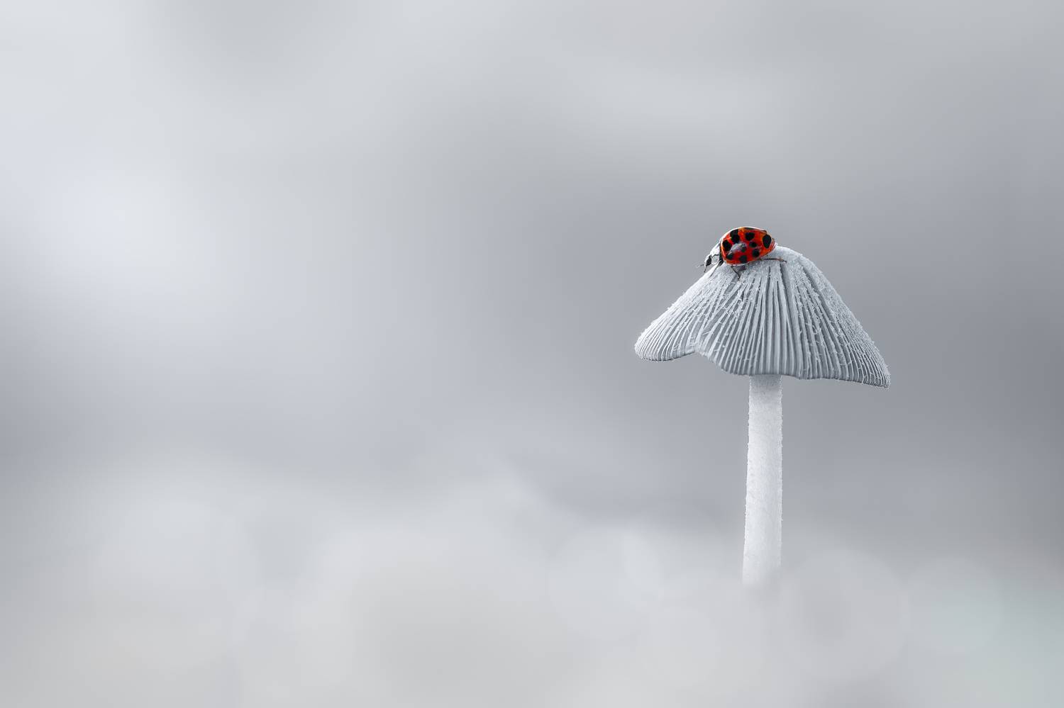 mushroom, fall, autumn, ladybug, beetle, insect, flower, macro, bugs, ladybird, wild nature, Atul Saluja