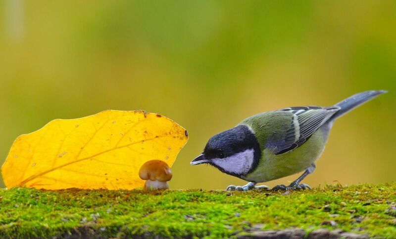 рядовка тополевая, tricholoma populinum, большая синица, parus major, По грибы. фото превью