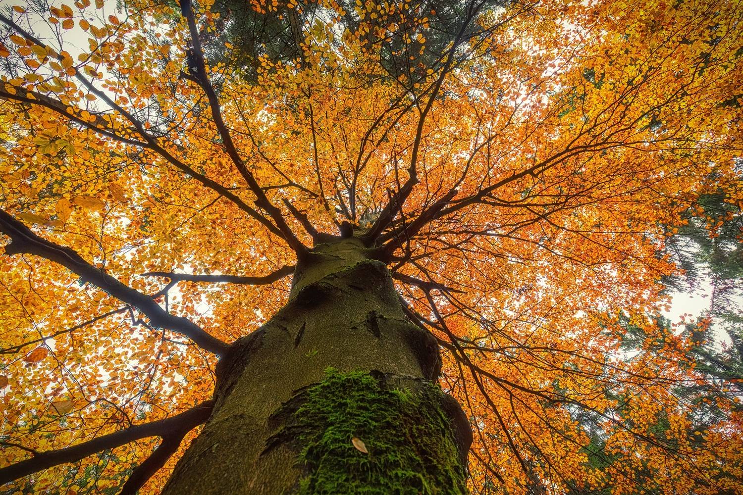 autumn, tree, Petr Fiala