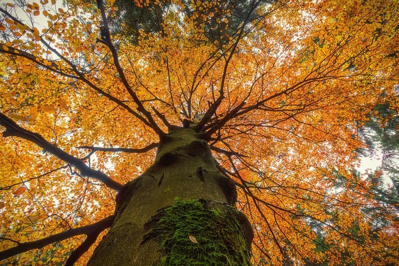 autumn, tree Autumn abstraction фото превью