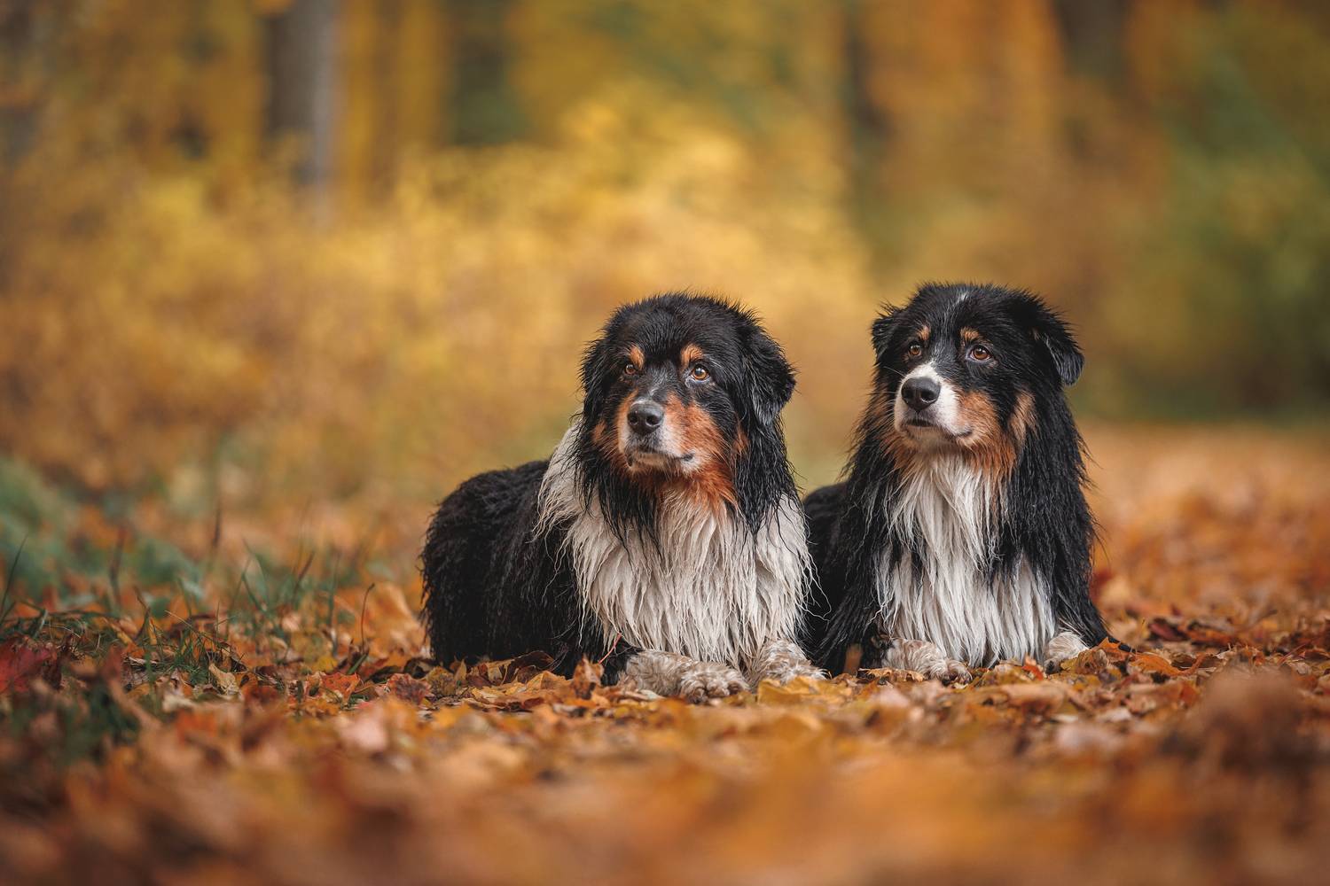 , Яна Нарбутович