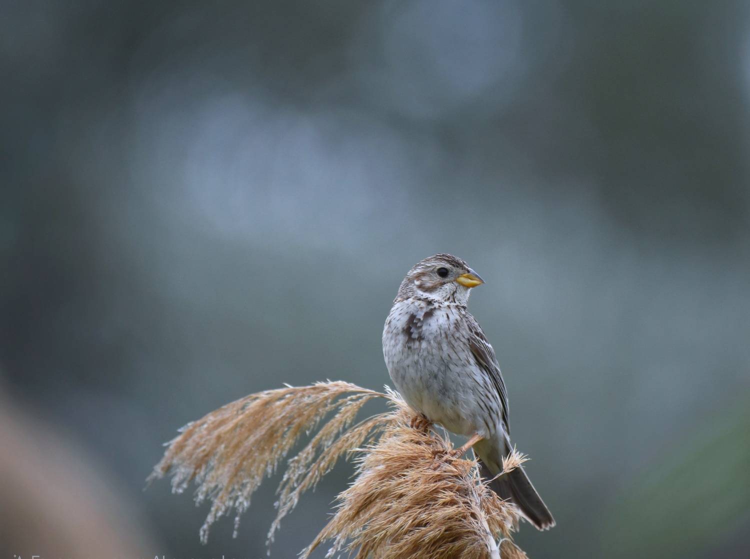 , Герчев Николай