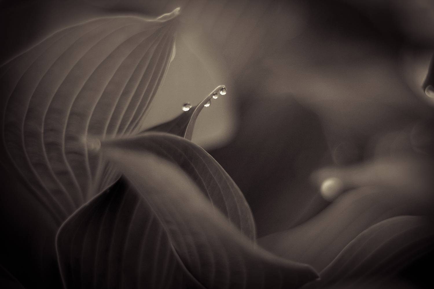 , Александр Азаренков