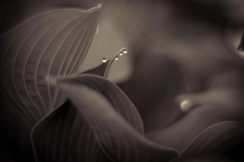 Линии фото превью