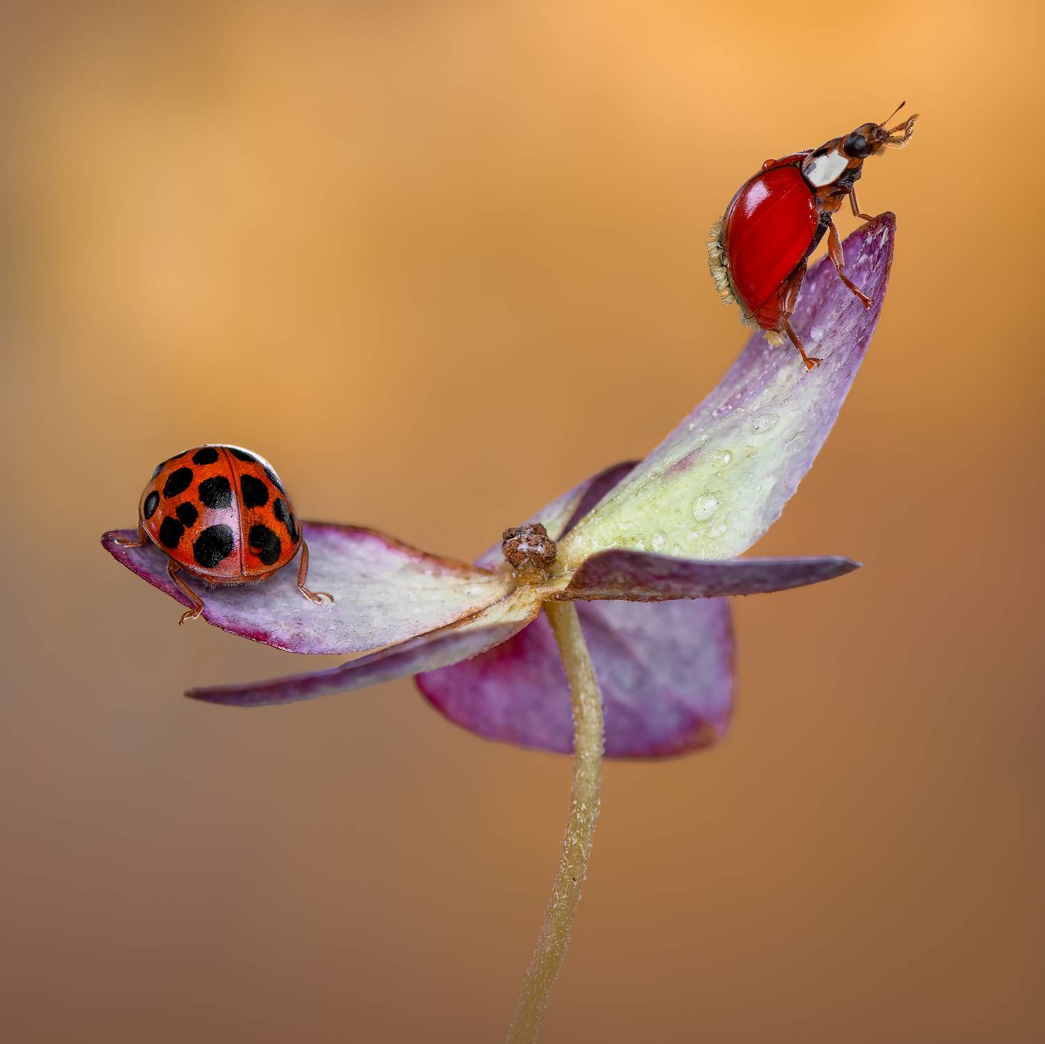 ladybug, beetle, insect, flower, macro, bugs, ladybird,, Atul Saluja