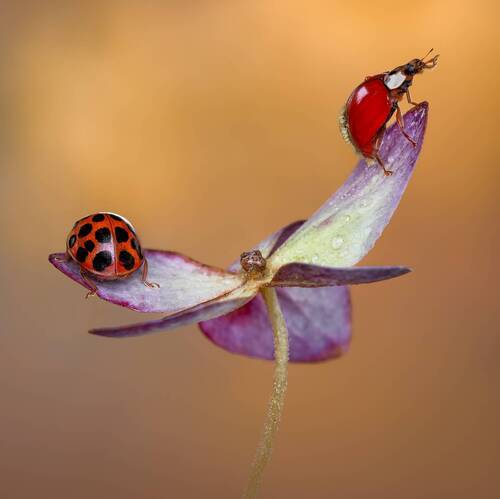 A difference of opinion