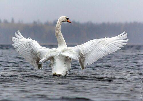 Царь-лебедь