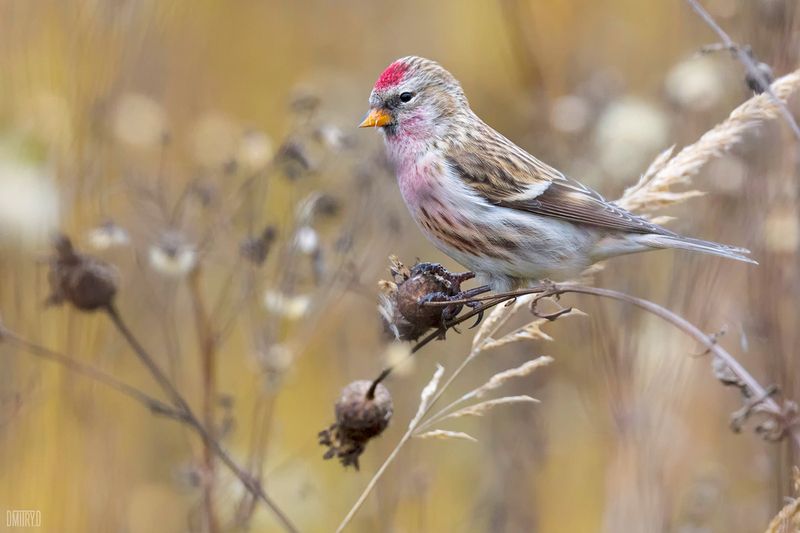Обыкновенная чечётка(самец) фото превью