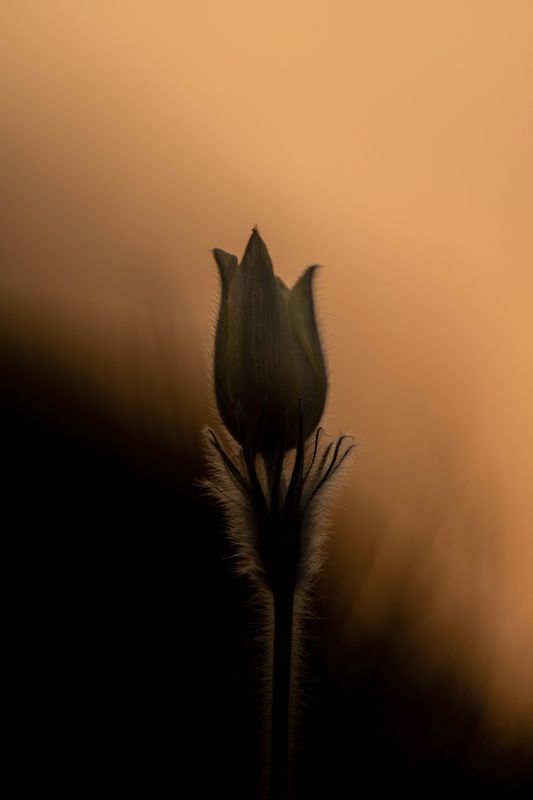 прострел Прострел фото превью