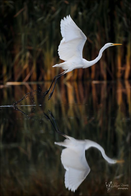 * * * фото превью