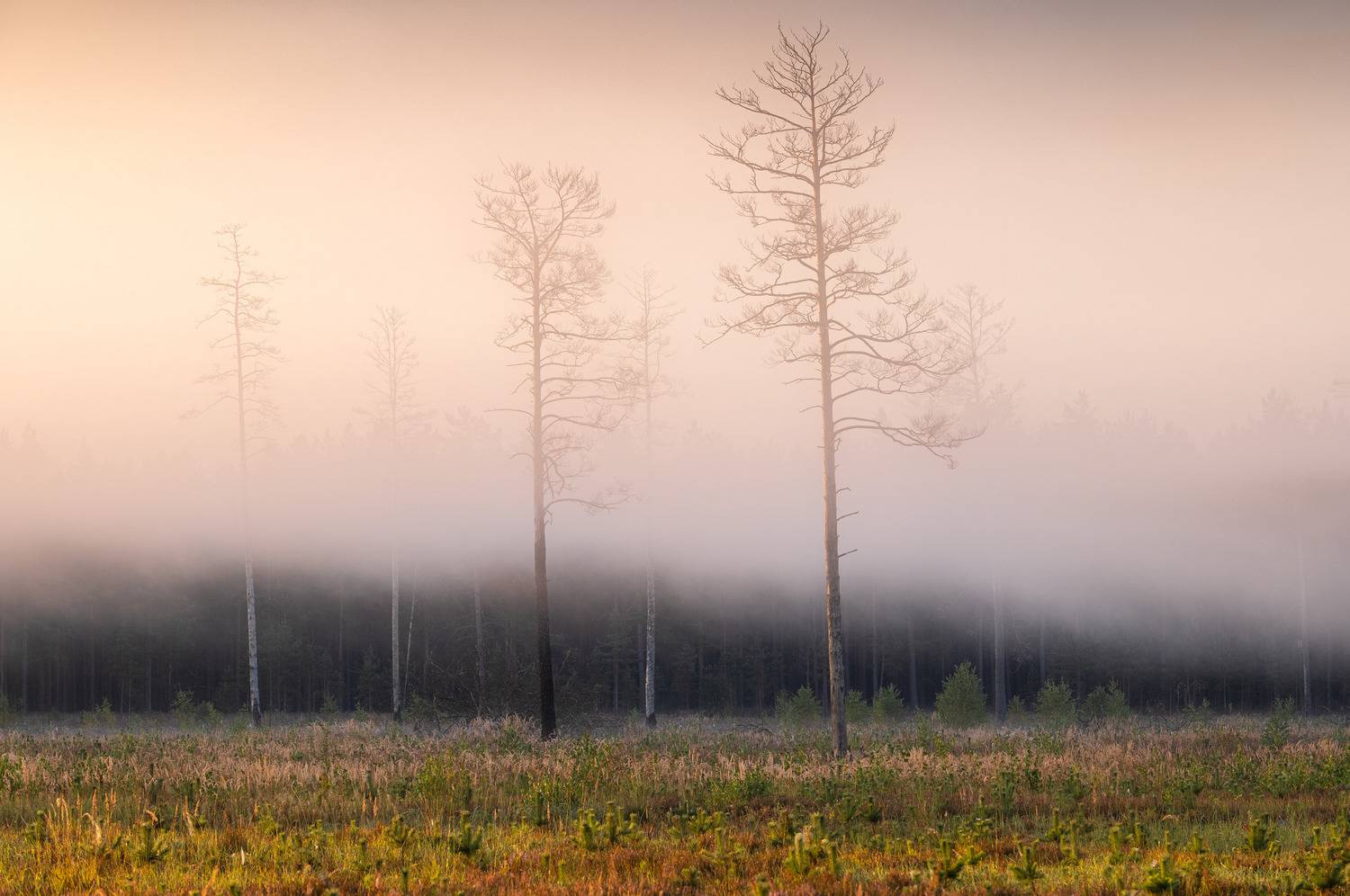 , Гордон Николай