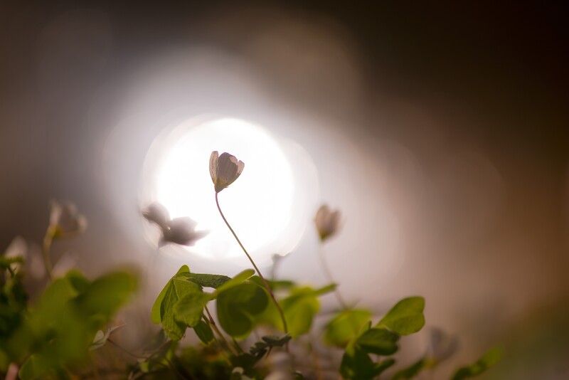 Кислица, весна *** фото превью