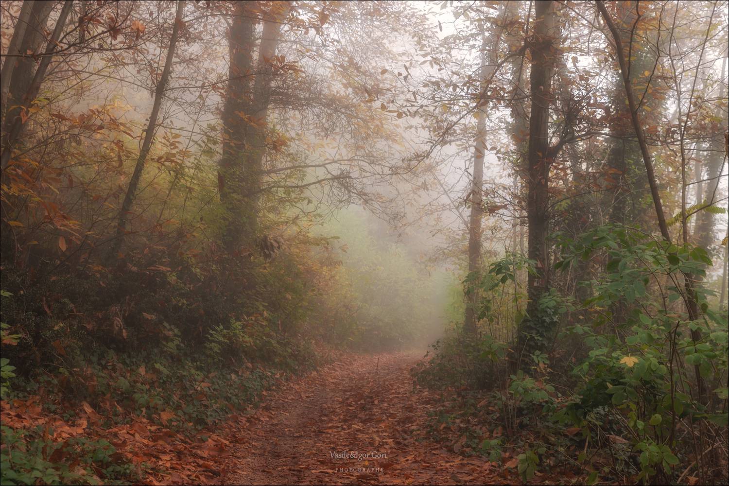 italy,monte venda,colli euganei,тропинка,итали,яэвганские холмы,монте венда,туман,morning,colors,fog,лес, Гори Василий