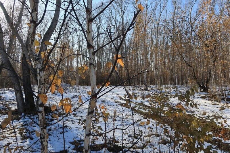 природа,осень,деревья,снег Осенью после первого снегопада фото превью