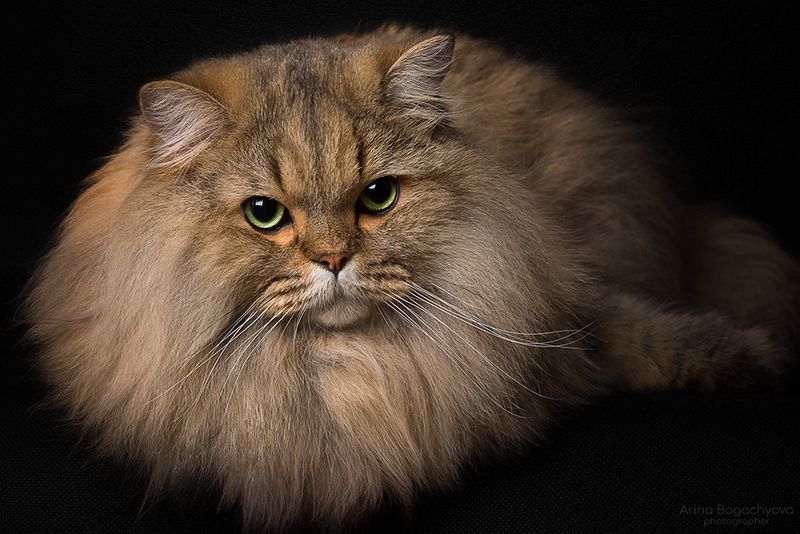 *** фото превью