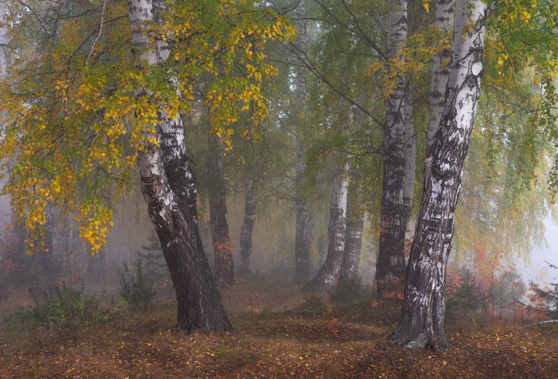 Осеннее утро фото превью