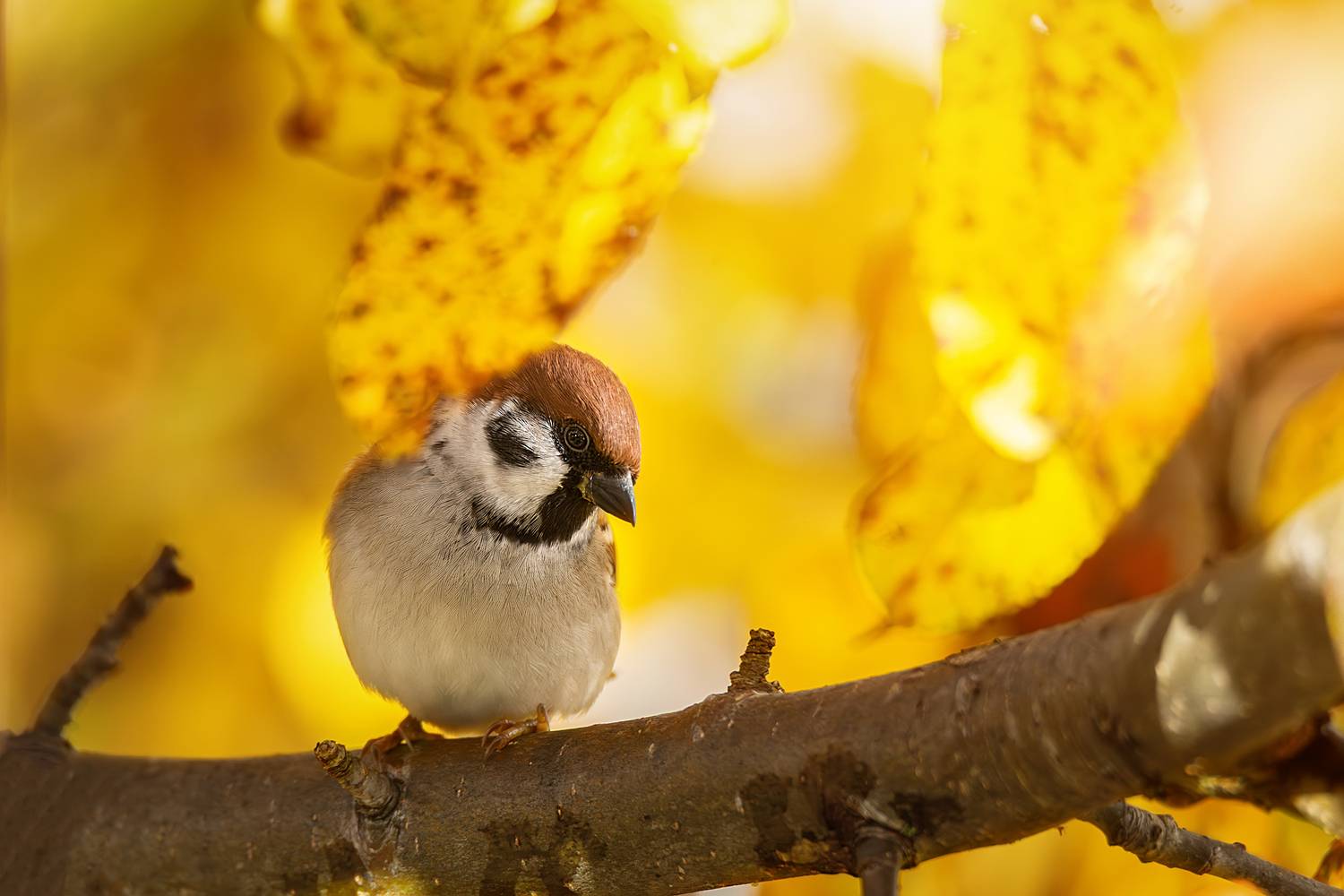 , Корнеев Алексей