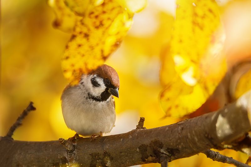 Воробушек фото превью