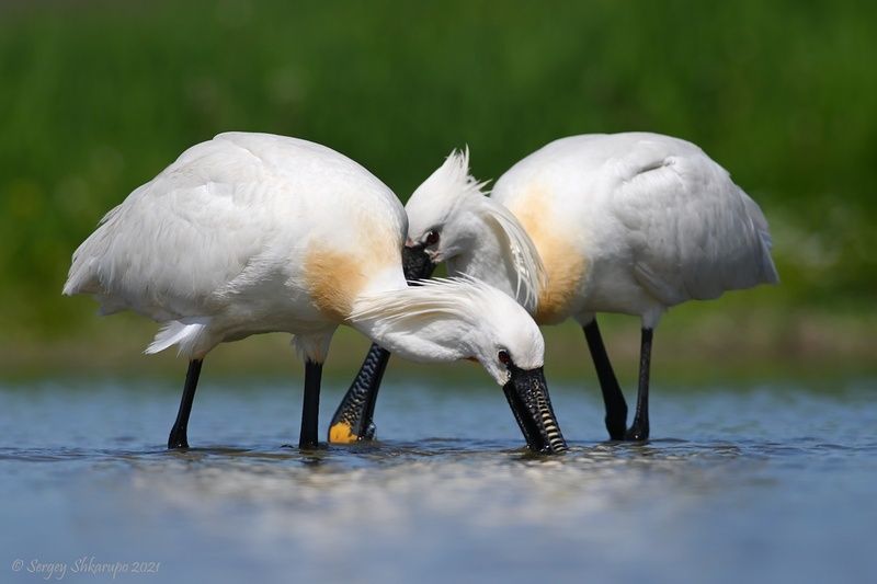 Занятые колпицы фото превью