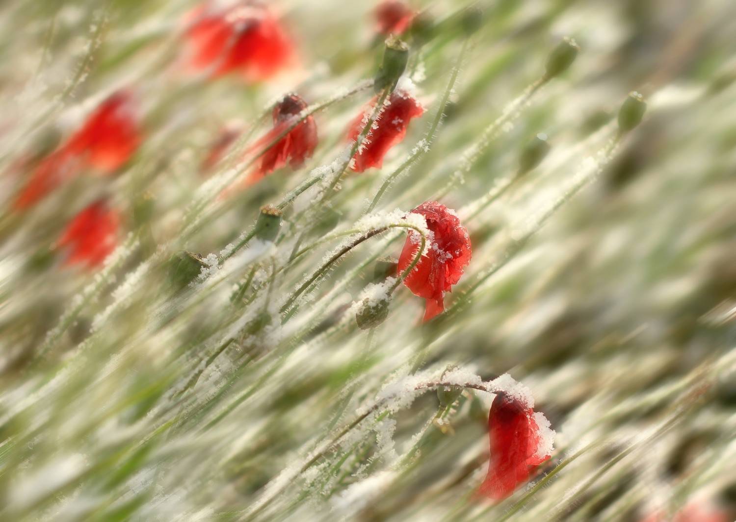 , Лайко Марина