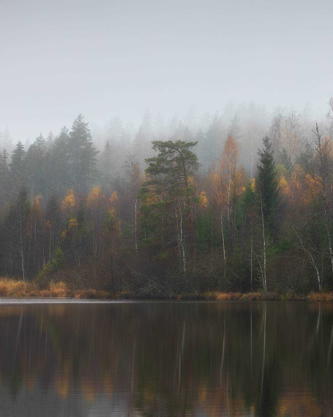 осень, лес, ленобласть, Марголин Алексей