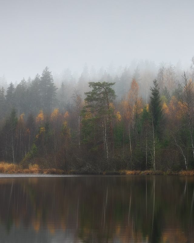 осень, лес, ленобласть *** фото превью