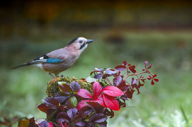 фотоохота, птица, сойка, осень, птицы А просто осень пришла. фото превью
