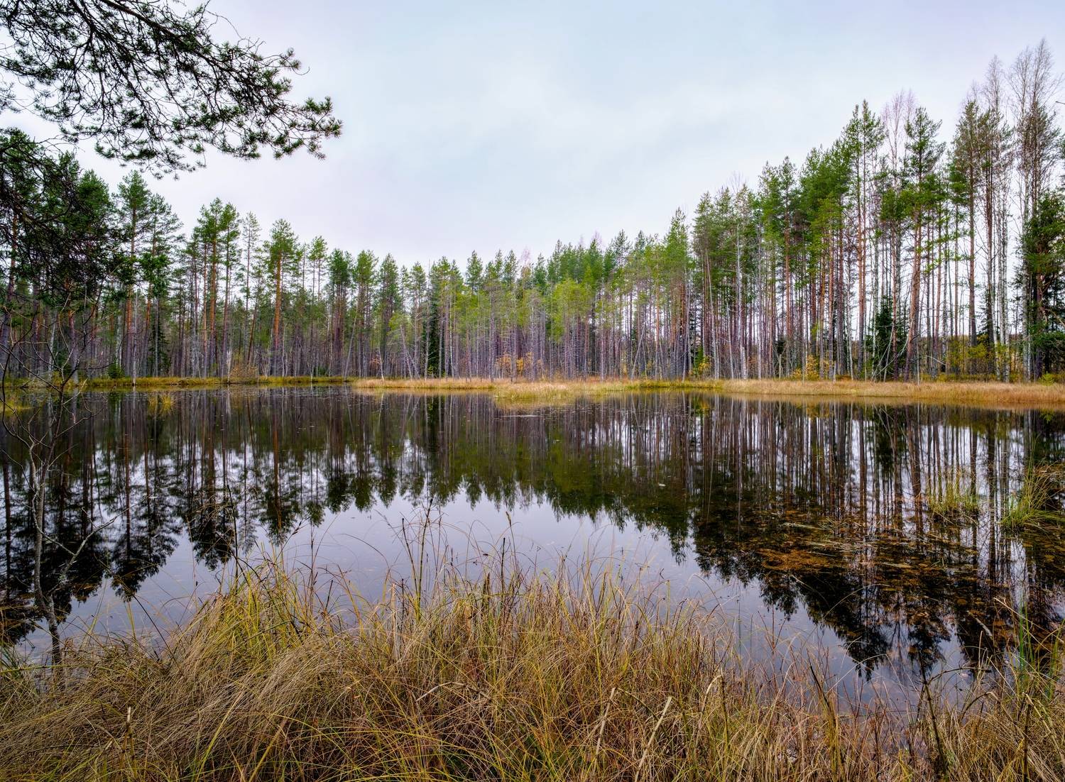 осень болото тучи лес озеро, Igor Shishpanov