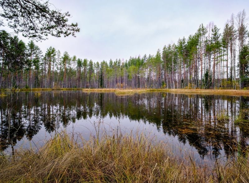 осень болото тучи лес озеро Гармония фото превью