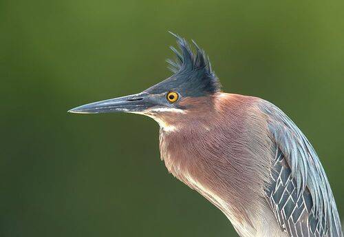 Green Heron- Американская зелёная кваква