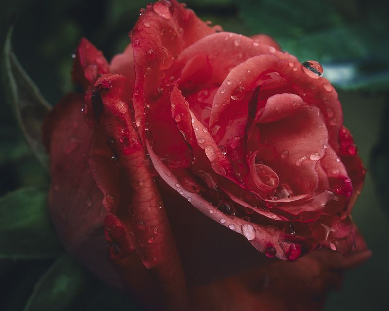 Rugiada di passione фото превью