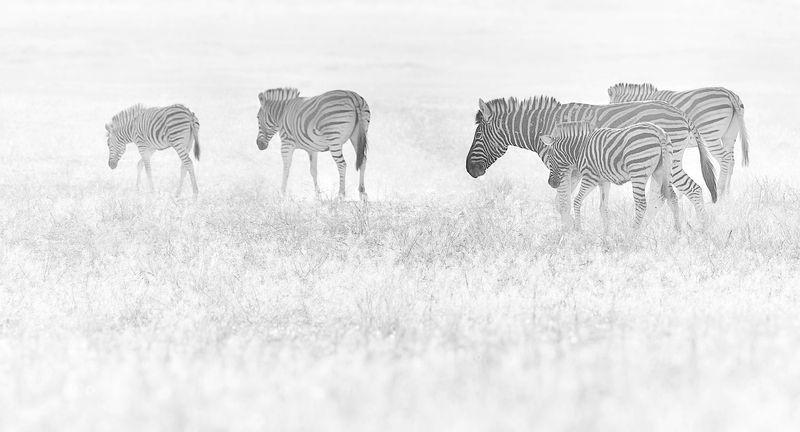 Намибийские истории... фото превью