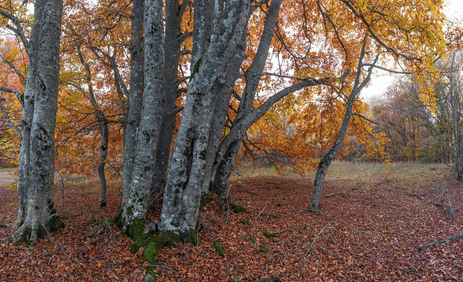 , Гусаченко Андрей