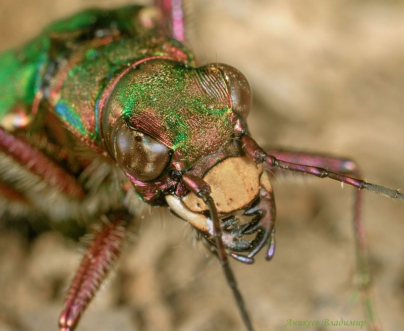 Грозные скакуны фото превью