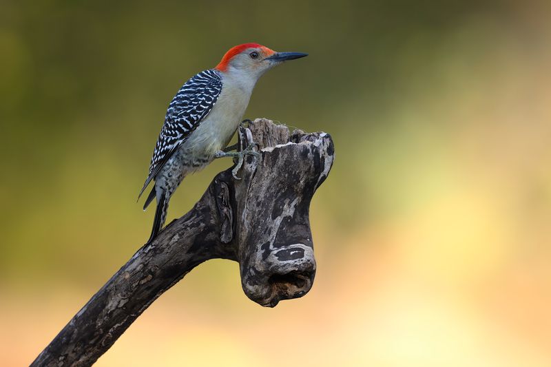 Red-bellied woodpecker фото превью