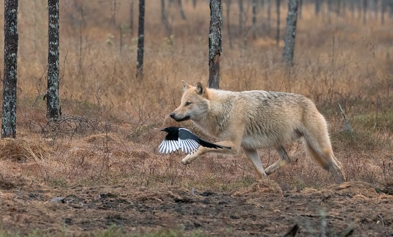 wolf, animals, nature, wildlife, canon The race фото превью