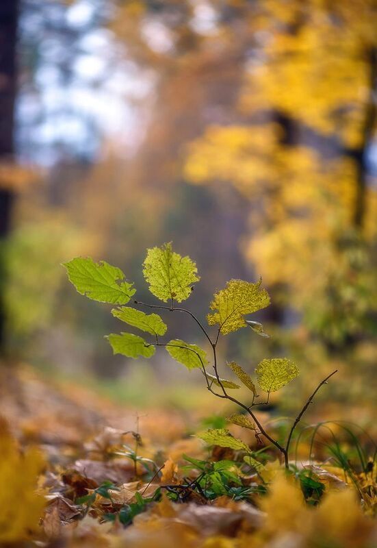 осенний день  фото превью