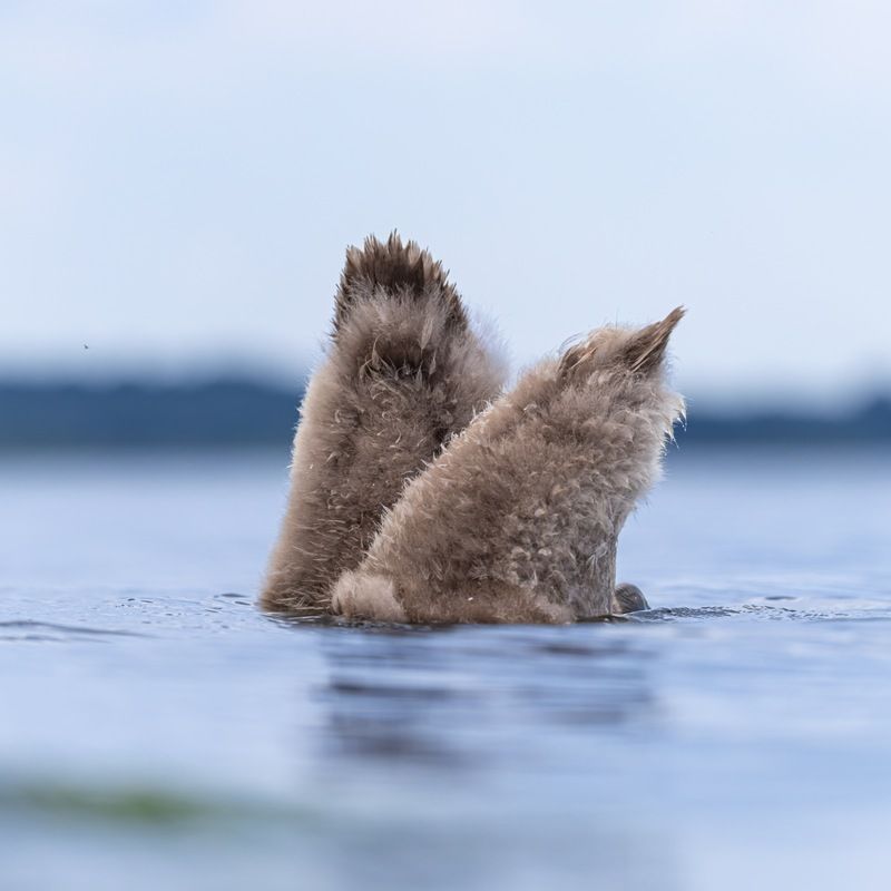 шипун, лебедь, лебедь шипун, лебедь-шипун, финский залив ПОПлавки фото превью