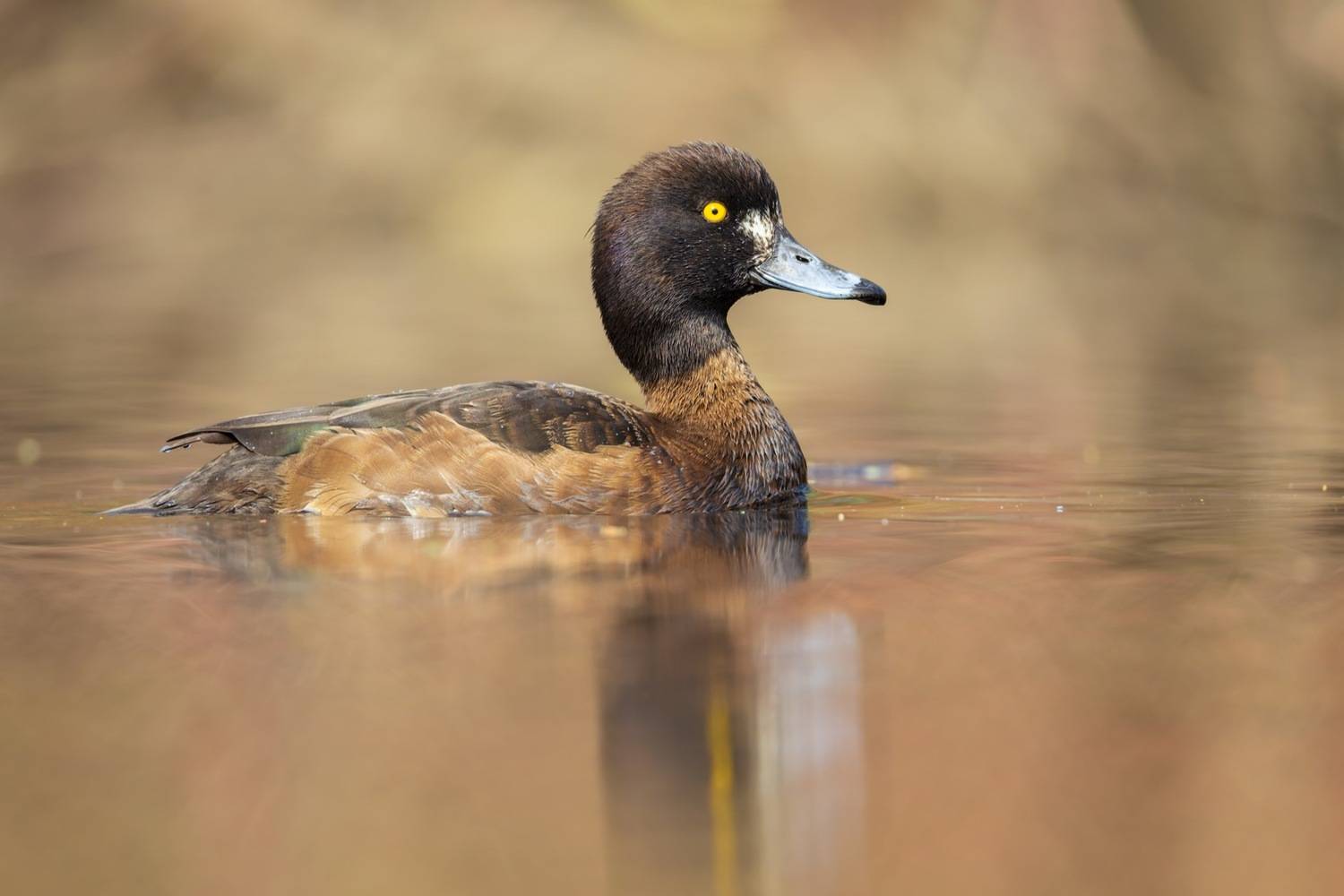 нырок, хохлатая чернеть, чернеть, утка, птицы, Ruslan Pl