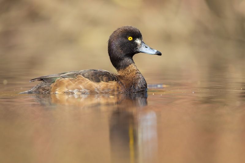нырок, хохлатая чернеть, чернеть, утка, птицы Хохлатая чернеть фото превью