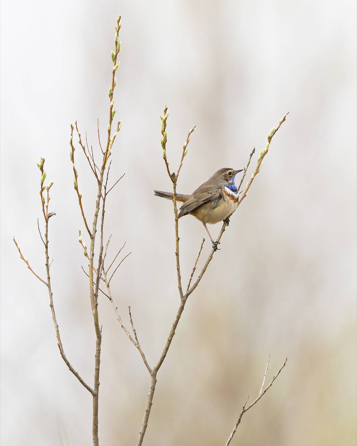 варакушка, птицы, весна, Ruslan Pl