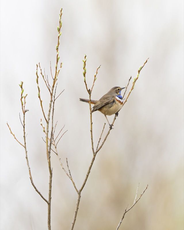 варакушка, птицы, весна Весеннее утро фото превью
