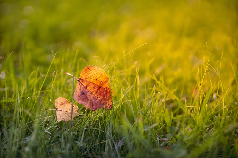 #осень #боке #sony #листья Теплое осеннее фото превью