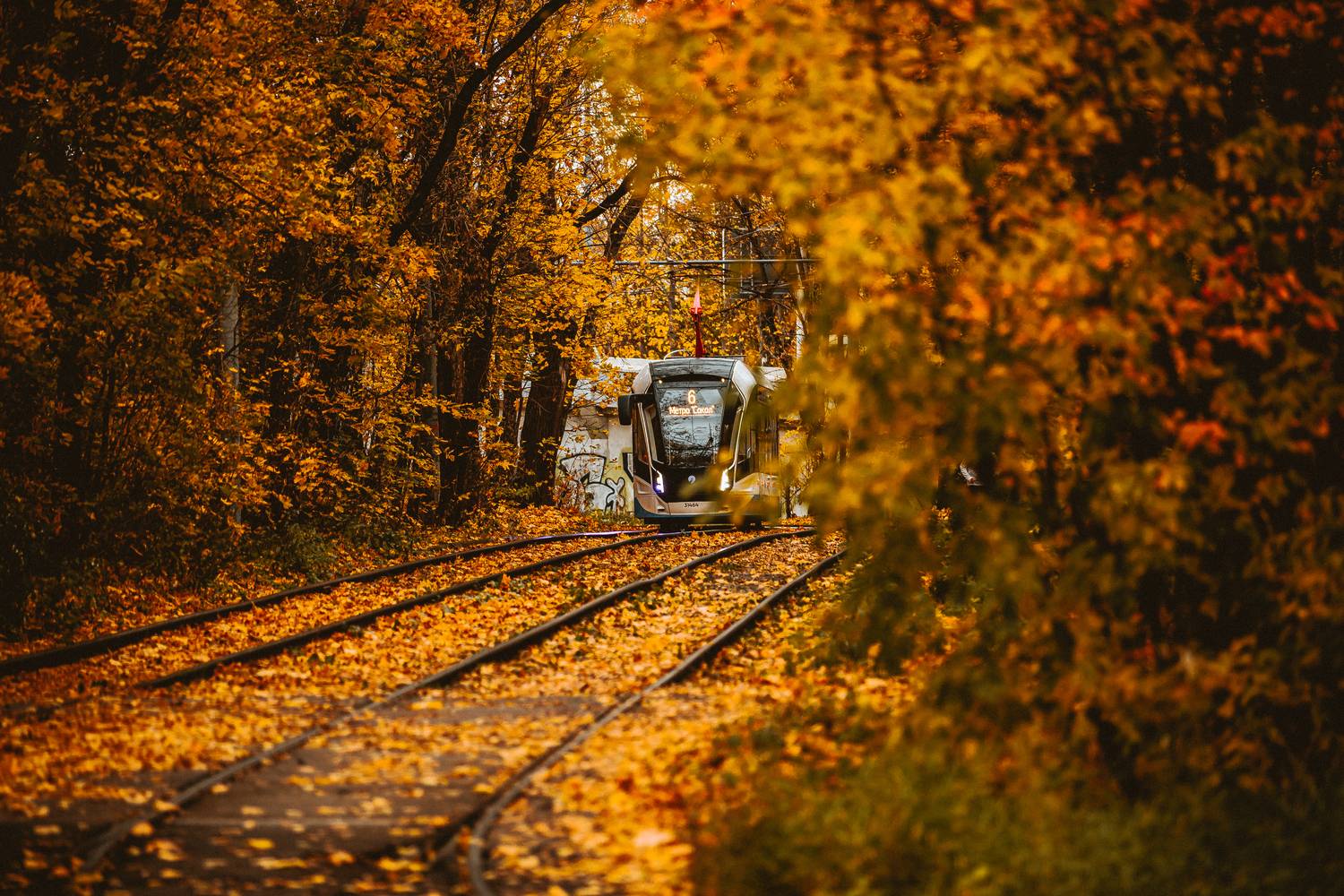, Трепольский Дмитрий