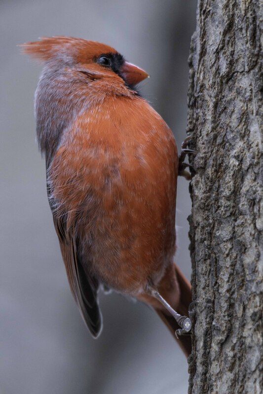 Northern cardinal фото превью