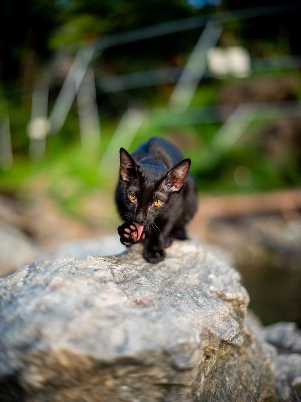 Tan (Уголёк) фото превью